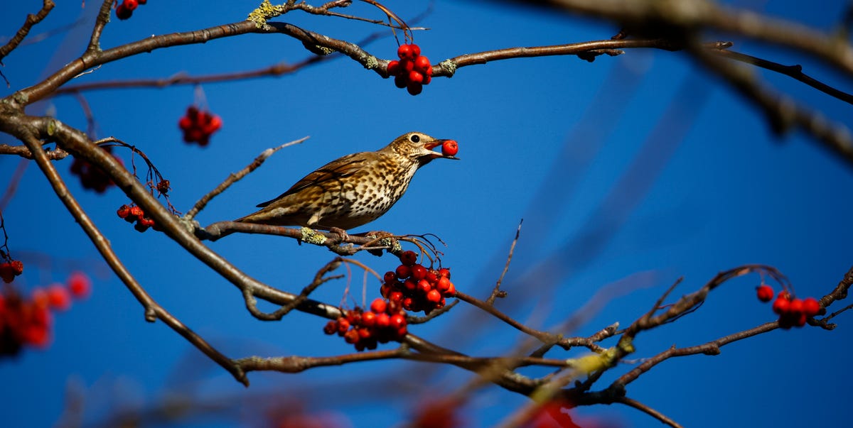 8 Plants To Attract Birds And Wildlife To Your Garden