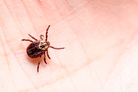 Bed Bug Bites Pictures, Symptoms: What Do Bed Bug Bites Look Like?