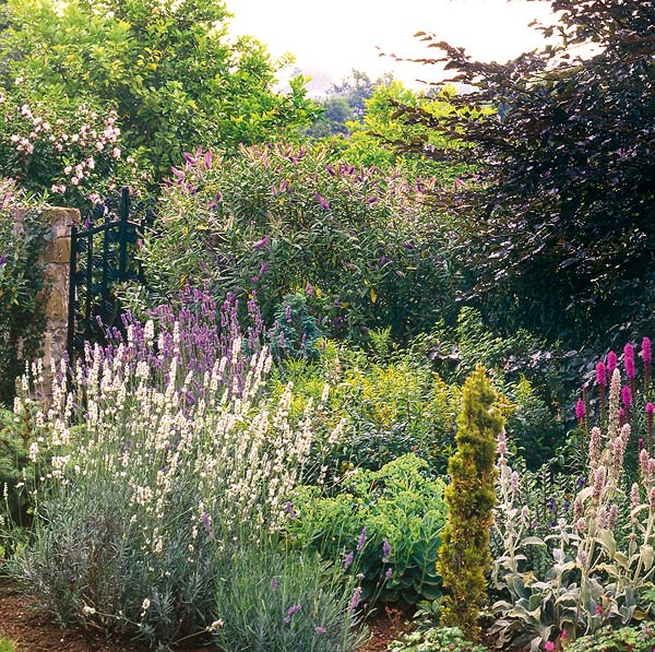 Las mejores flores con color que puedes elegir para tu jardín