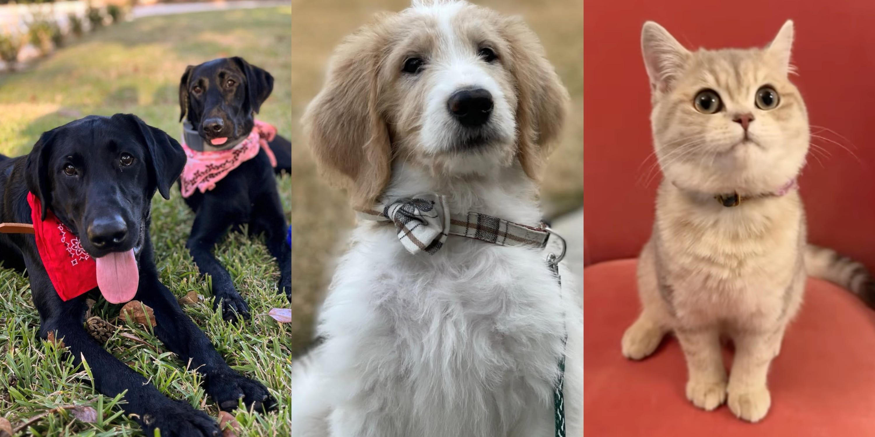 7 HGTV Stars Who Have the Absolute CUTEST Pets