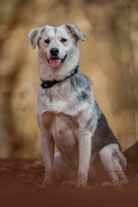 Mixed breed dog portrait