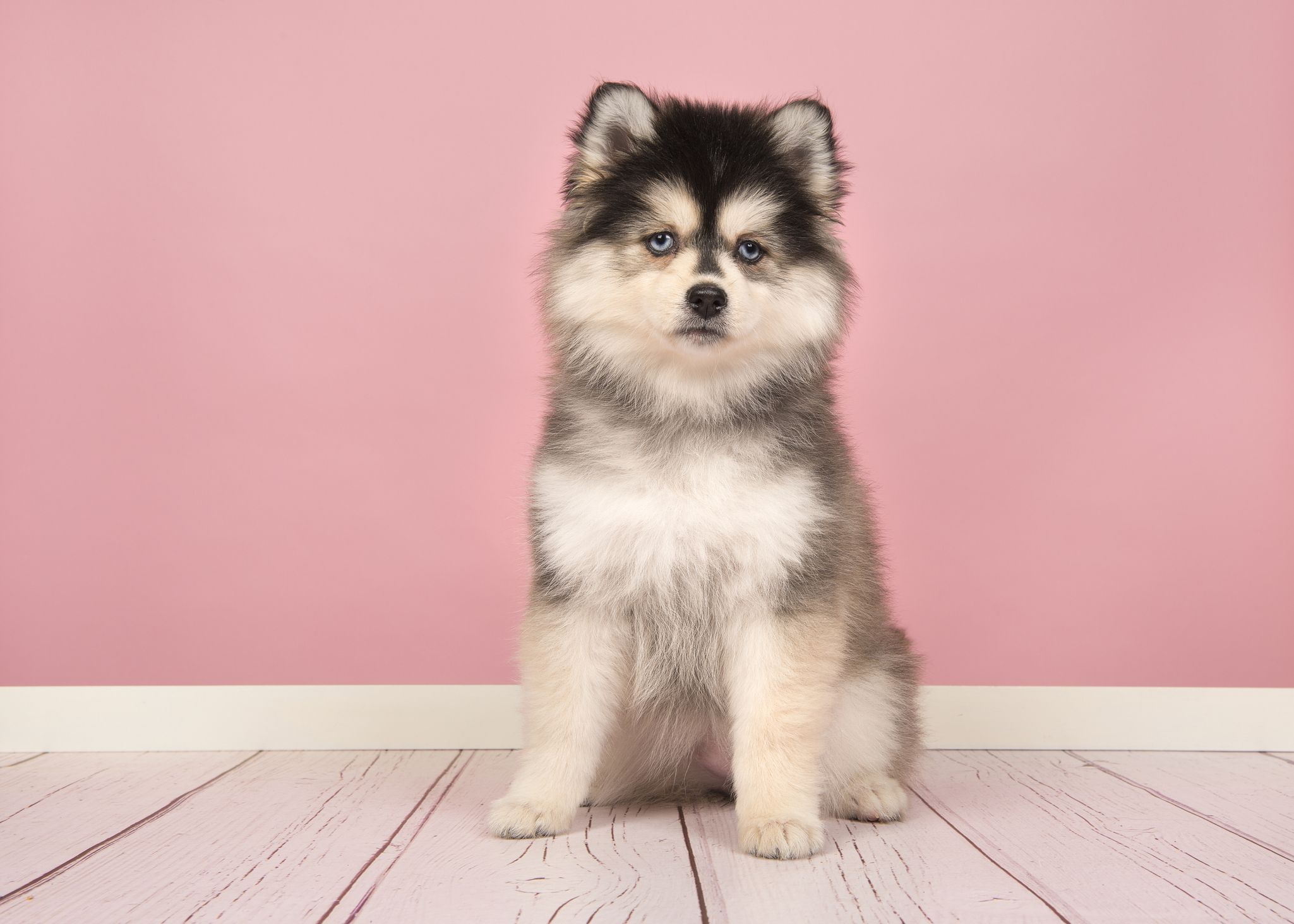 best mix breed dogs