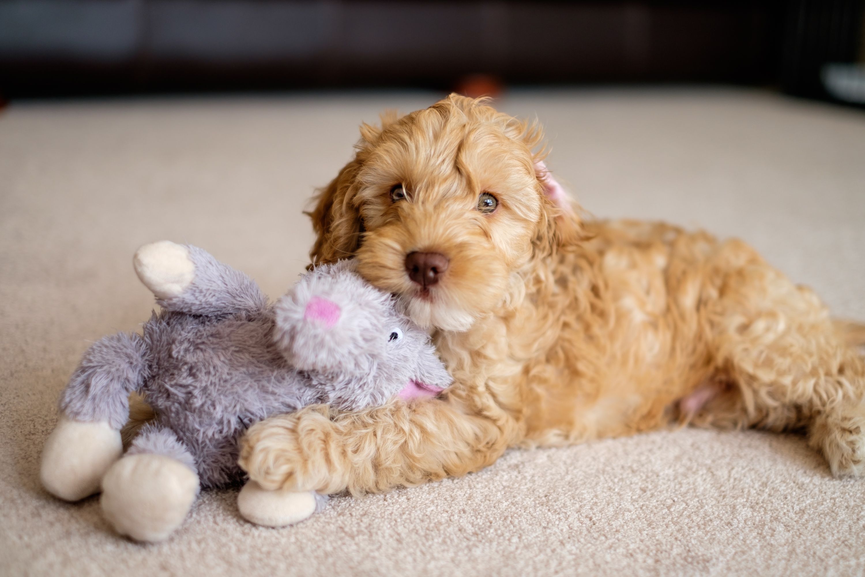 best small mixed breed dogs