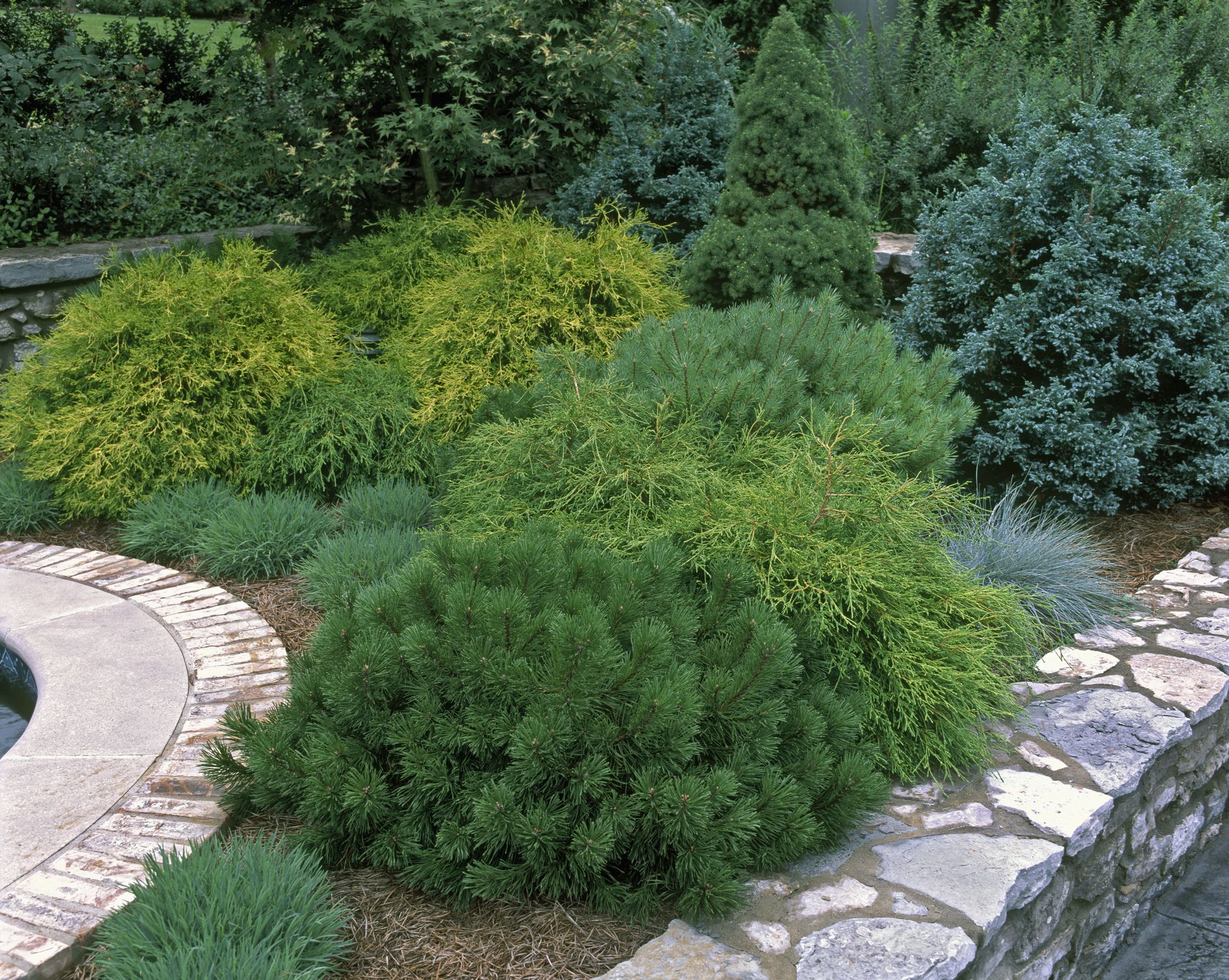 20 Essential Evergreen Shrubs Best Types Of Evergreen Bushes