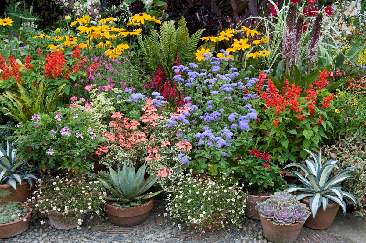 15 Easiest Flowers to Grow Easy Flowers to Grow in Your Garden