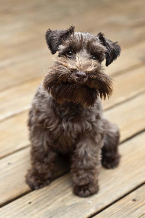 15 Dogs That Don't Shed - Hypoallergenic Dog Breeds
