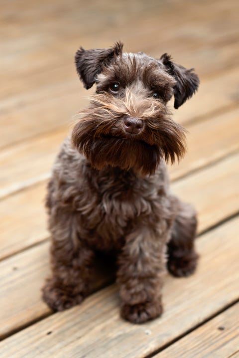 15 Dogs That Don't Shed - Hypoallergenic Dog Breeds