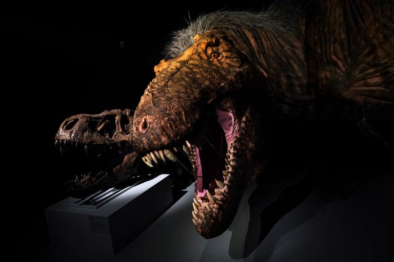 famous t rex skeletons