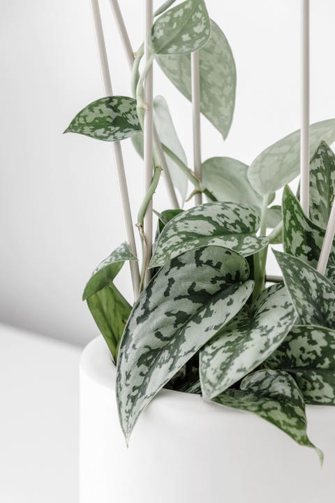 36 Houseplants That Can Survive Low Light Best Indoor Low Light Plants