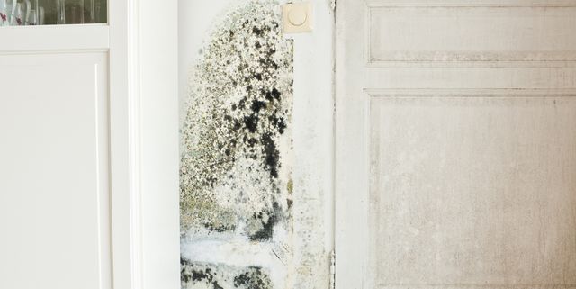 Kill Black Mould - How to Clean Mould & Stop Mould Growing