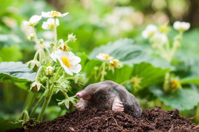 how to get rid of moles