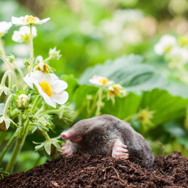 Do moles eat garden plants