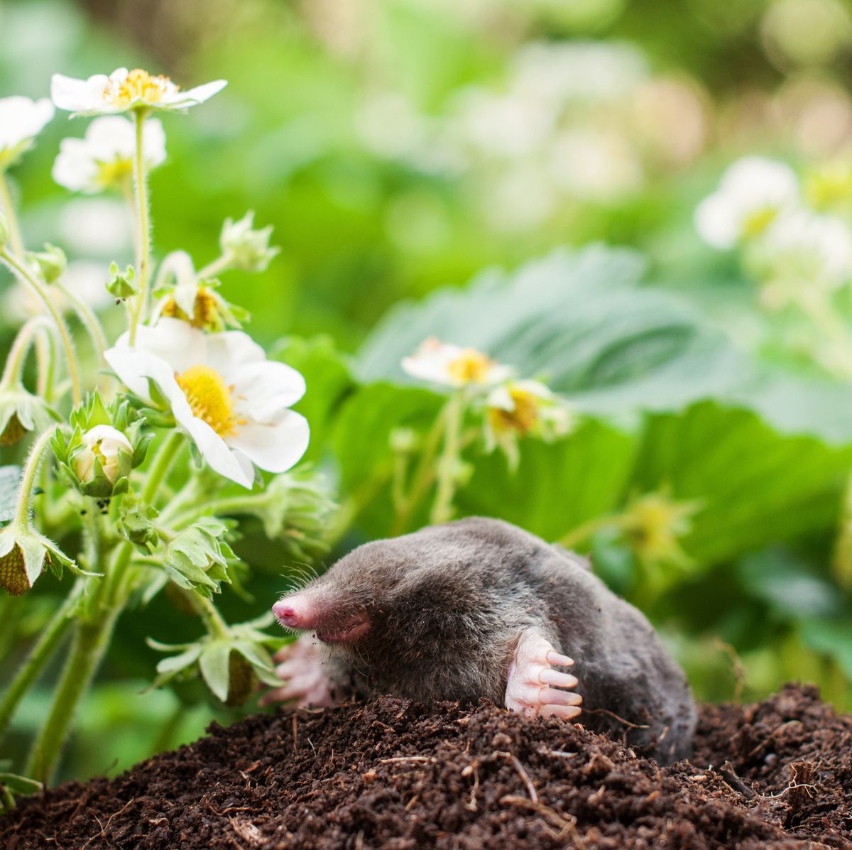 How To Get Rid of Moles In The Garden — Tips And Prevention