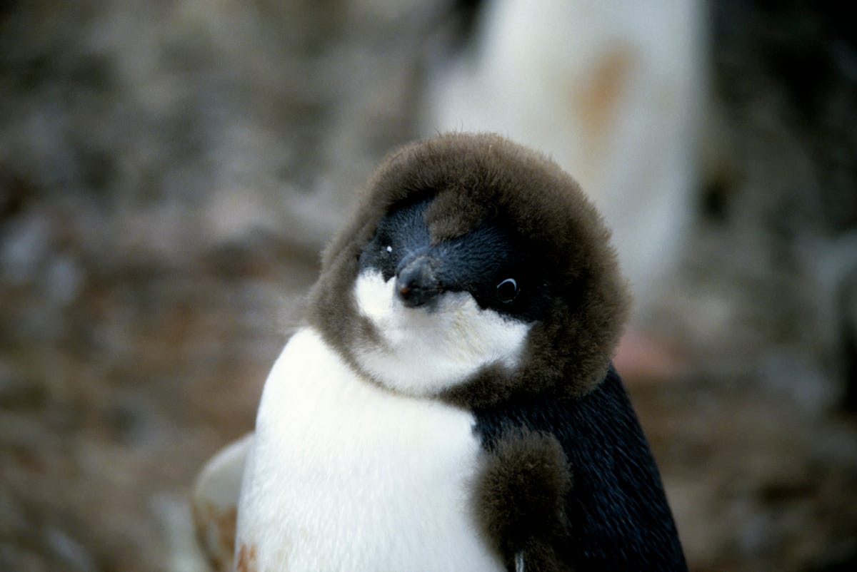 10 Perfectly Wonderful Penguin Facts