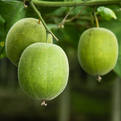 Momordica grosvenori fruits
