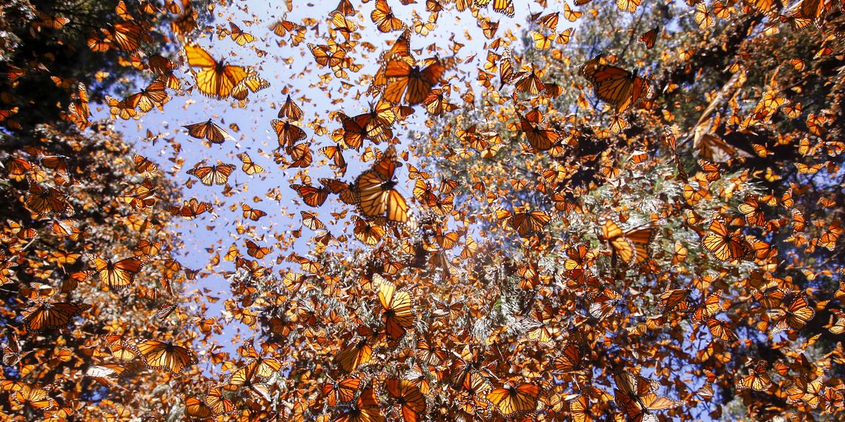 There Were 1 Billion Monarch Butterflies. Now There Are 93 Million.