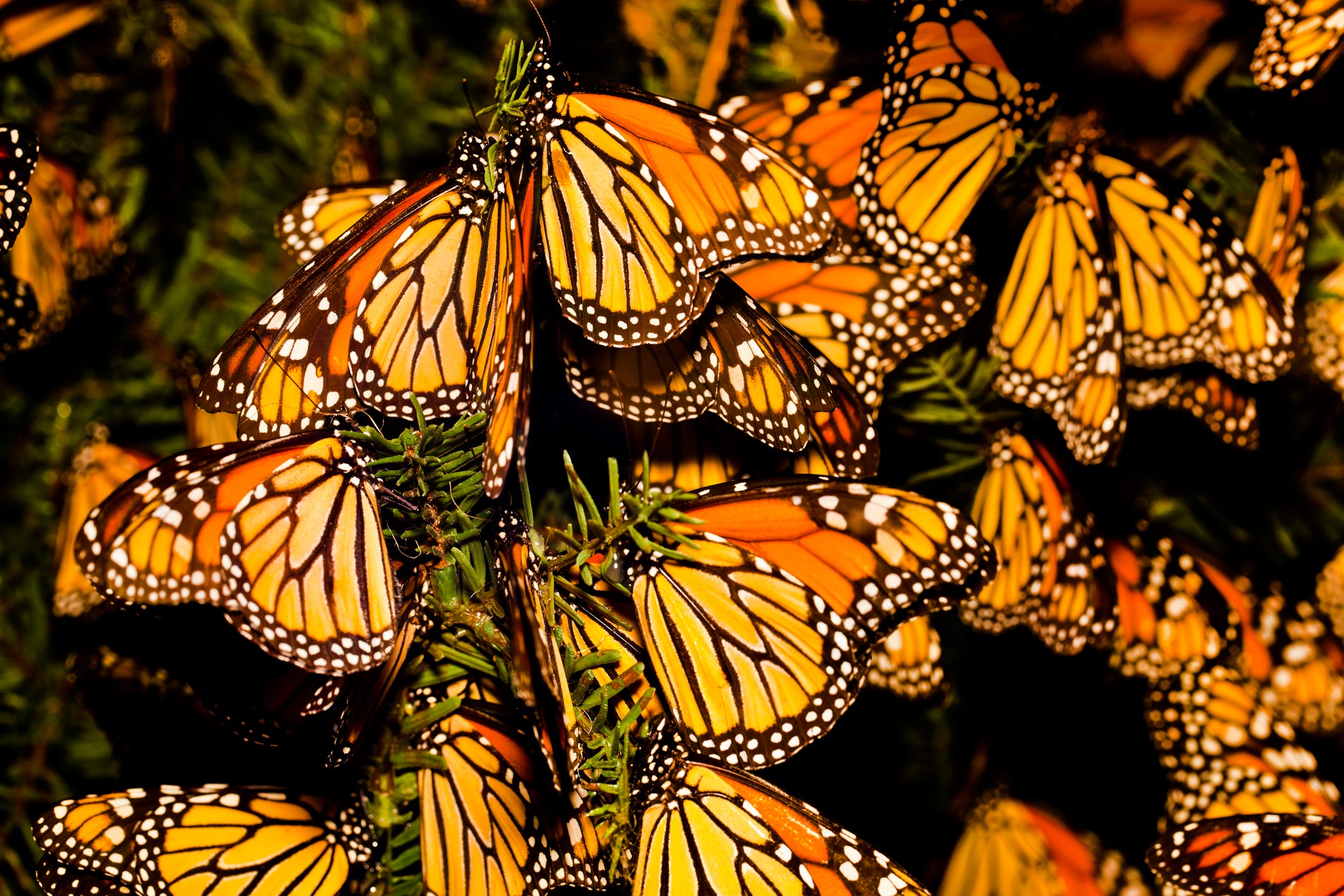 Montreal Lawyer Plans to Run 2,800-Mile Monarch Butterfly Migration Route