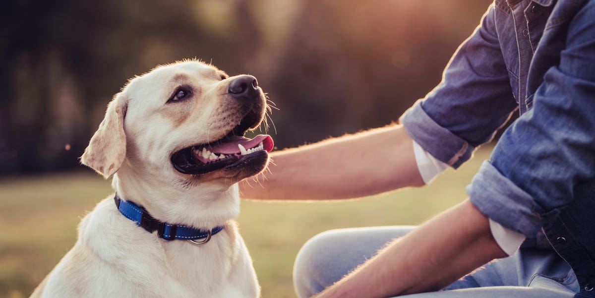 Vet Reveals 15 Ways To Save Money On Your Pet