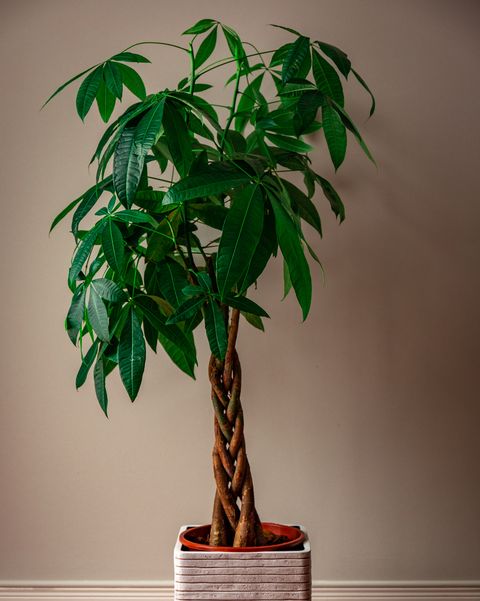 money tree care money tree against a grey background