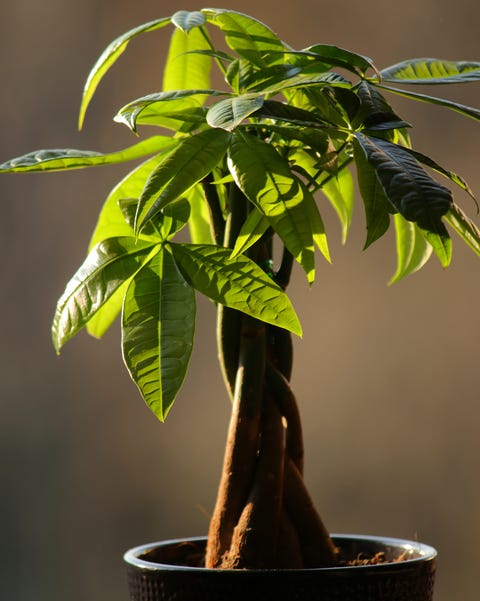 money tree care pachira aquatica or money tree