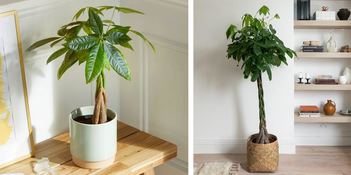 An Easy Guide To Pachira Aquatica, aka The Money Tree Plant