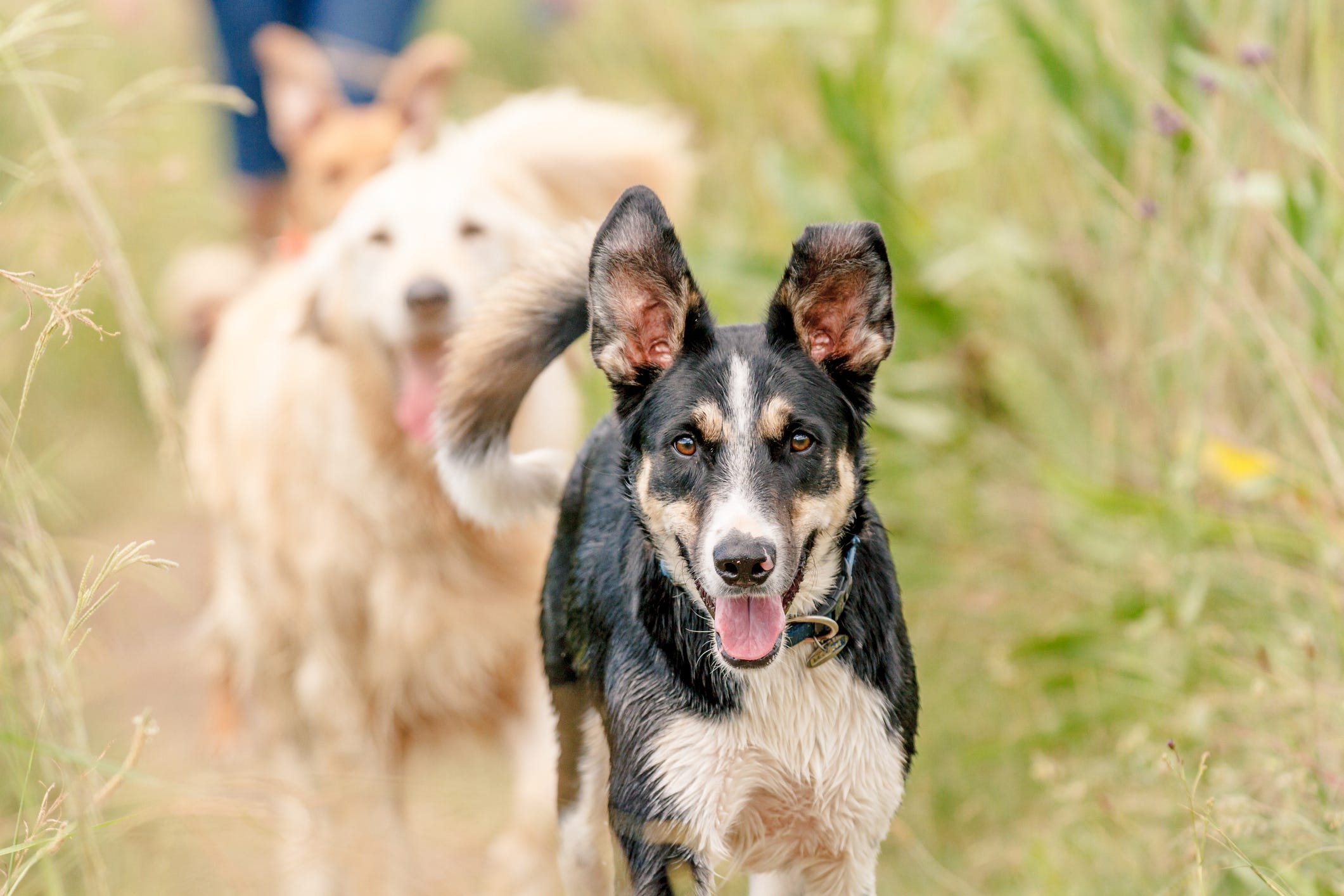 what dog breeds are best for running