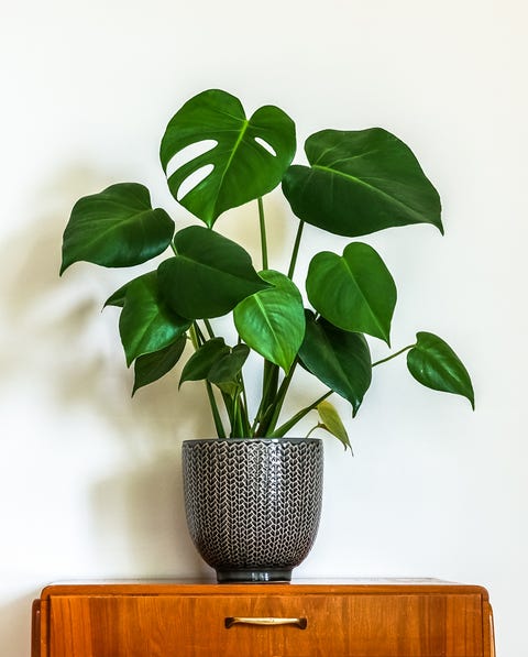 Nội thất retro hiện đại. Bàn cổ điển với một chậu cây, cây salad trái cây (Monstera deliciosa). Nền trắng tường trống Bàn cổ điển nội thất cổ điển hiện đại với một chậu cây salad trái cây Monstera deliciosa bức tường trắng trống trong nền