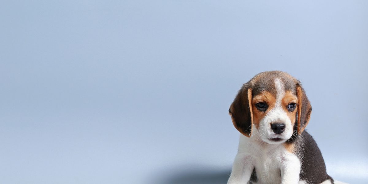 Beagle Puppy Care - A Complete Guide for Raising a Beagle Puppy - Beagle  Care