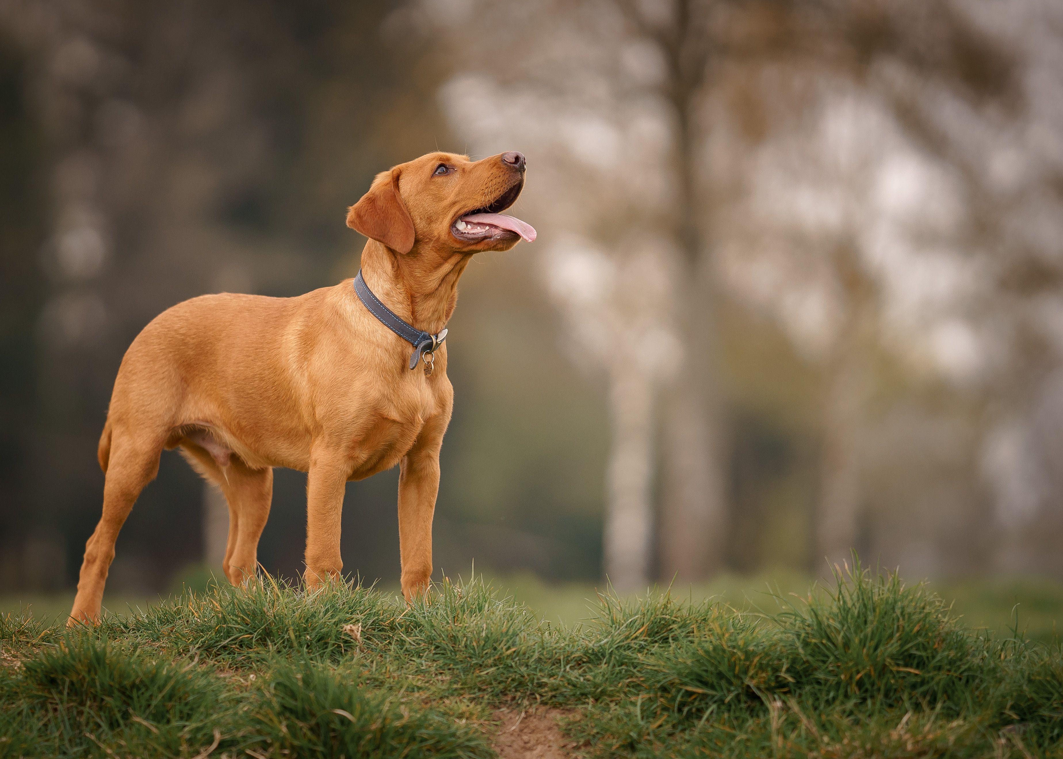 leaves poisonous to dogs