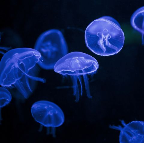 Jellyfish Sting Treatment What To Do If You Re Stung By Jellyfish