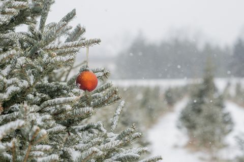 12 Best Christmas Tree Farms - Fun Christmas Tree Farms to Visit In The South