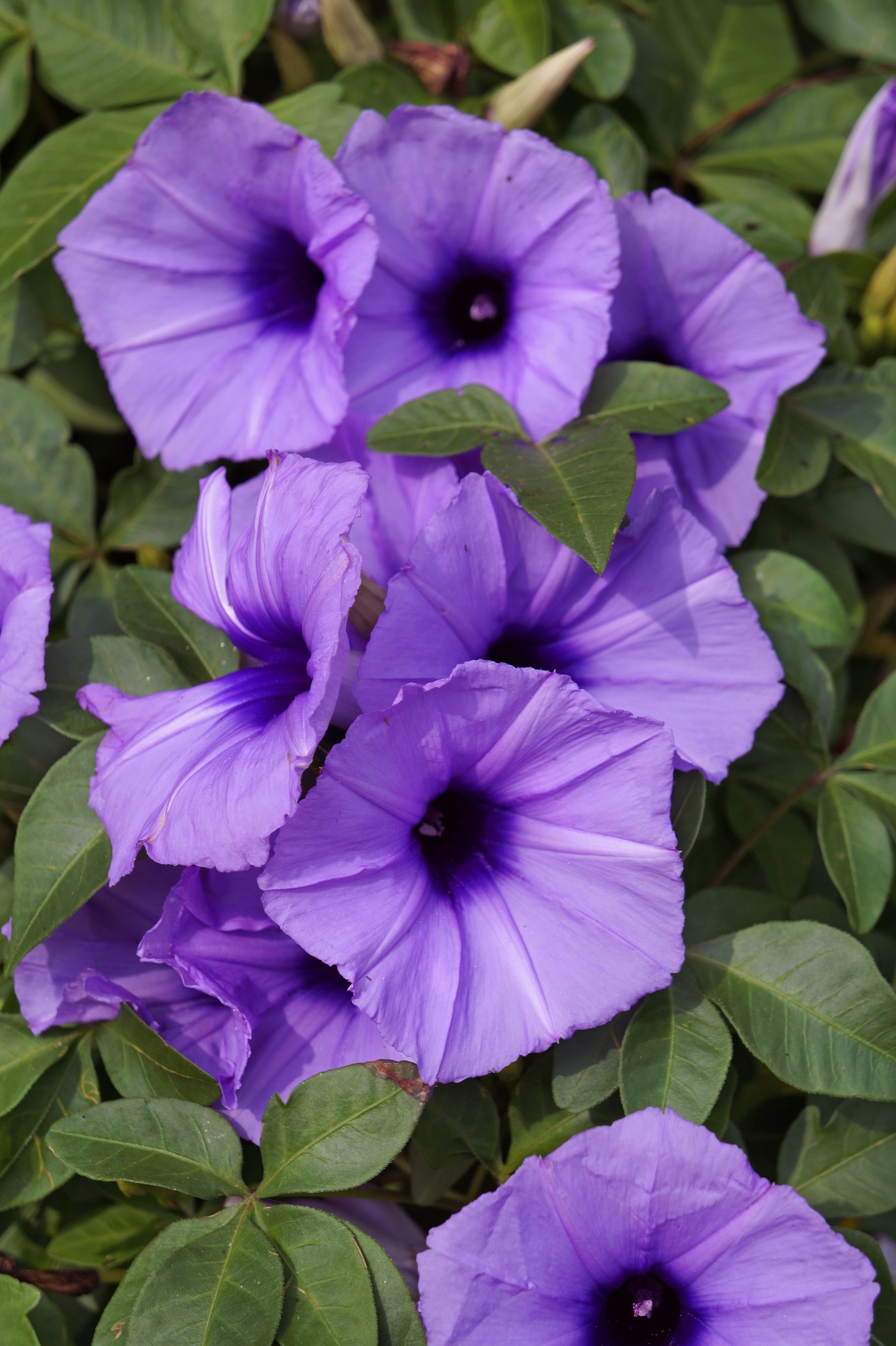 Violet Colored Flowers Factory