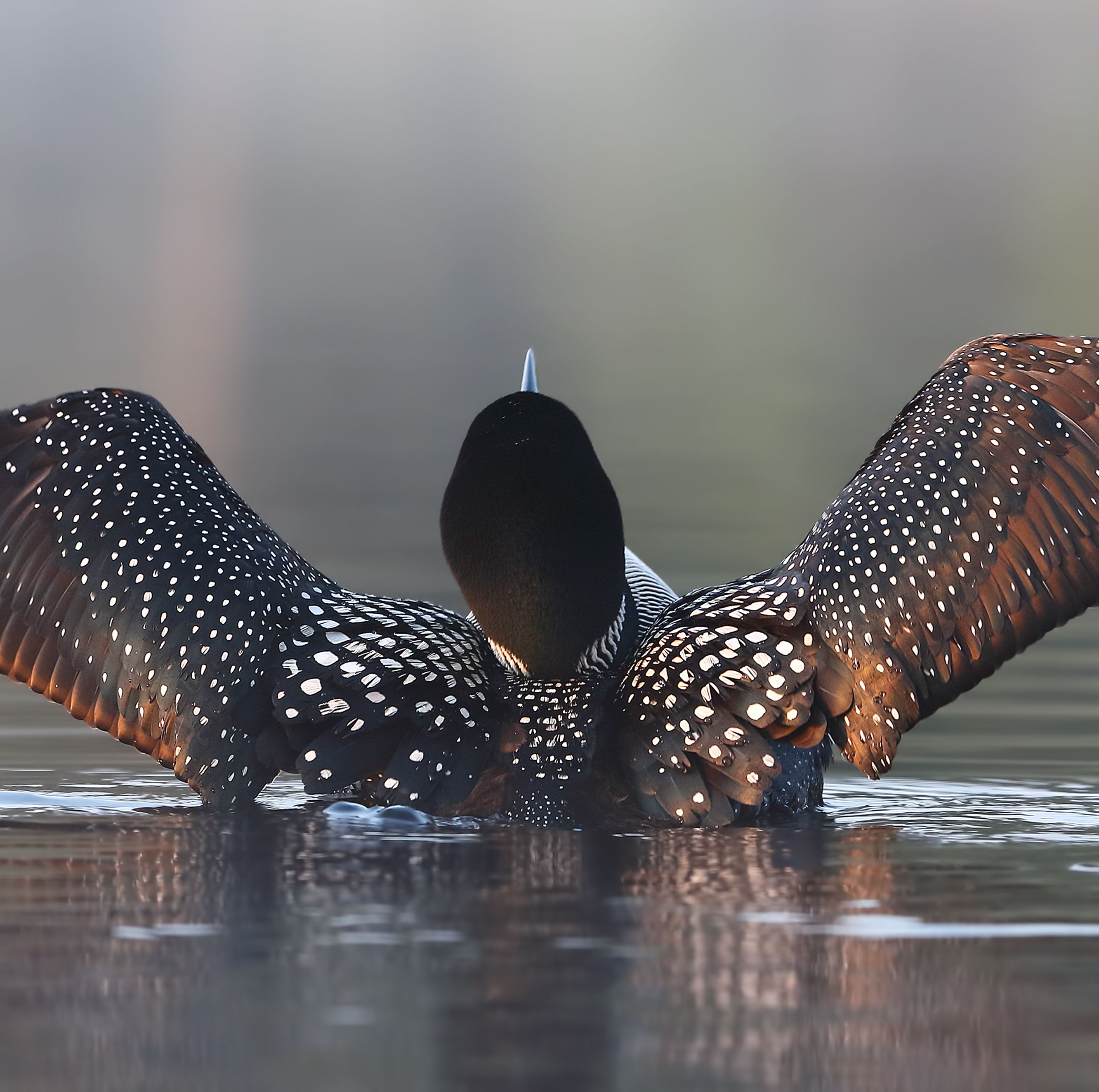 Scientists Mapped the Evolution of 11,000 Bird Species to Build the Avian Tree of Life