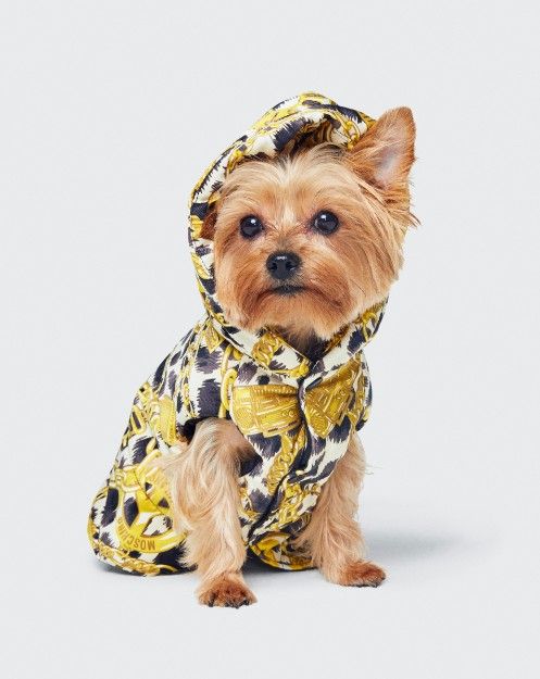moschino dog hoodie