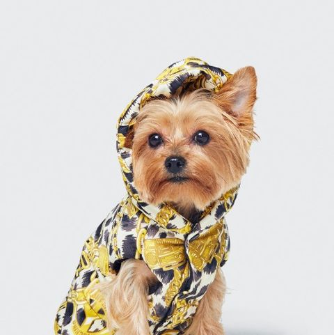 Dogs And Beautiful Tiny Girls Porn - This Moschino x H&M Dog Jacket Is Everything