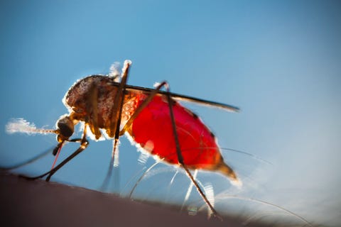 Mosquito biting human arm