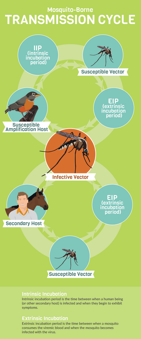 What's Your Actual Risk Of Getting A Mosquito-Borne Illness? | Prevention