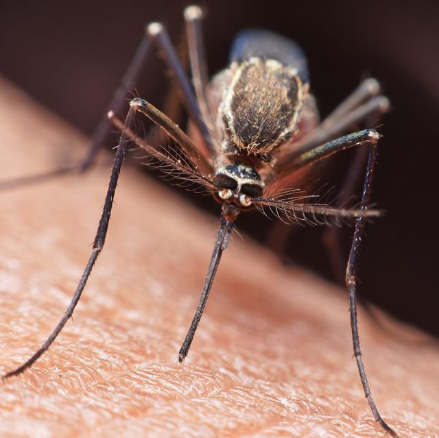 mosquito bite coronavirus