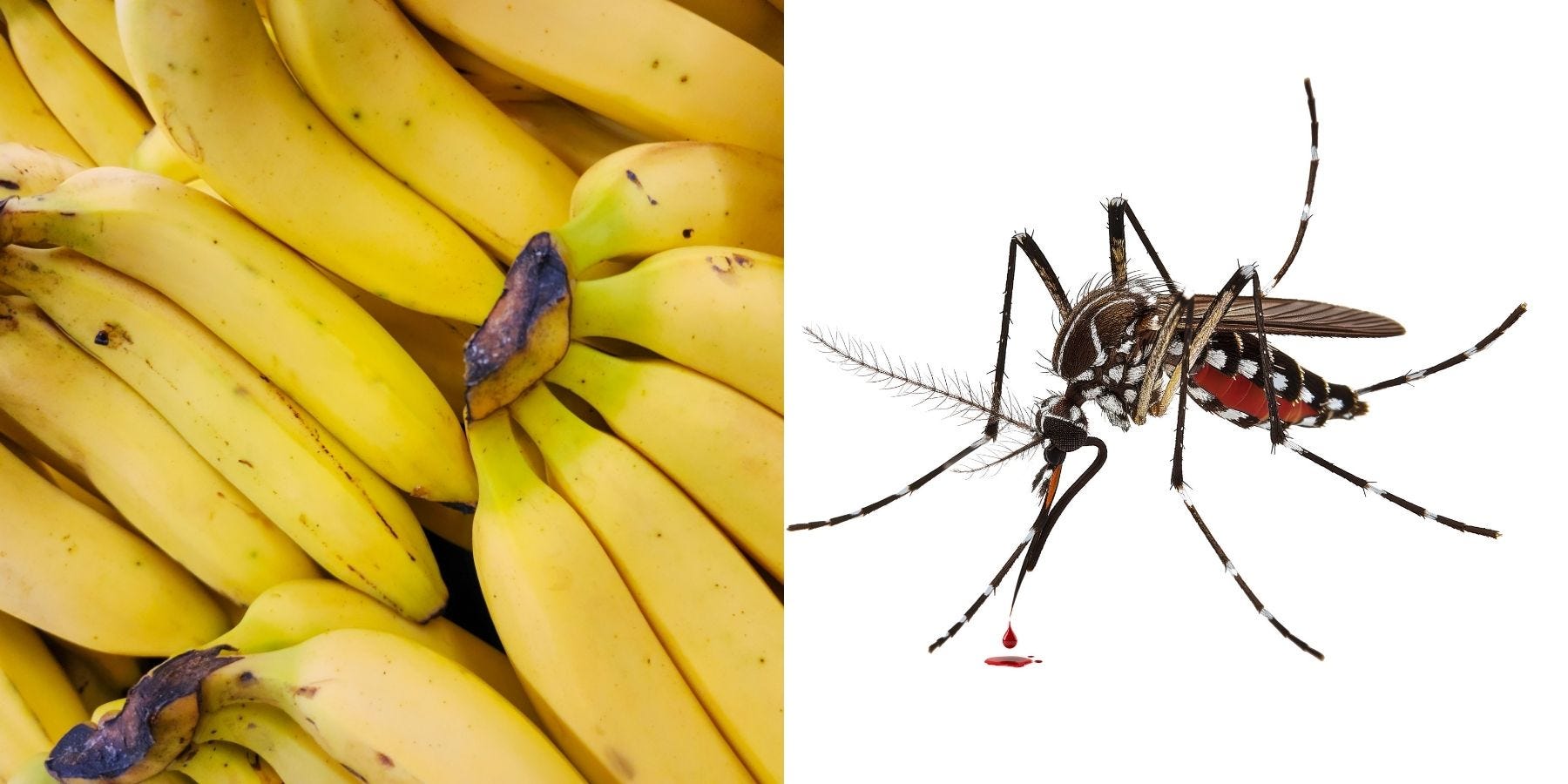 Can What You Eat Really Repel Mosquitoes? Let's Debunk Some Myths