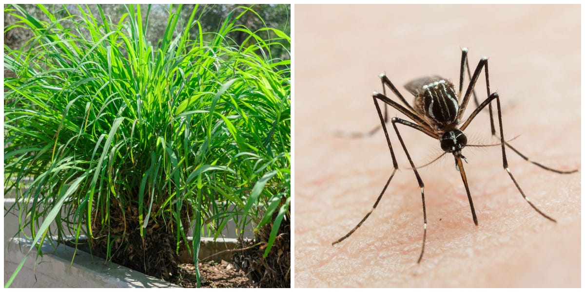 Mosquito-Repelling Plants Are Less Than $10 Each on Amazon