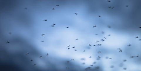 Mosquitos against the sky