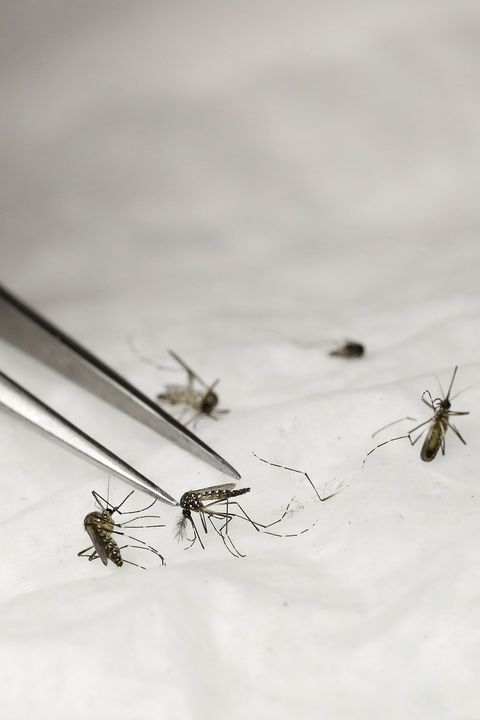 DOUNIAMAG-FRANCE-RESEARCH-HEALTH-MOSQUITOES
