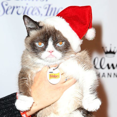 15 Most Famous Cats: Grumpy Cat, Mrs. Norris, and More