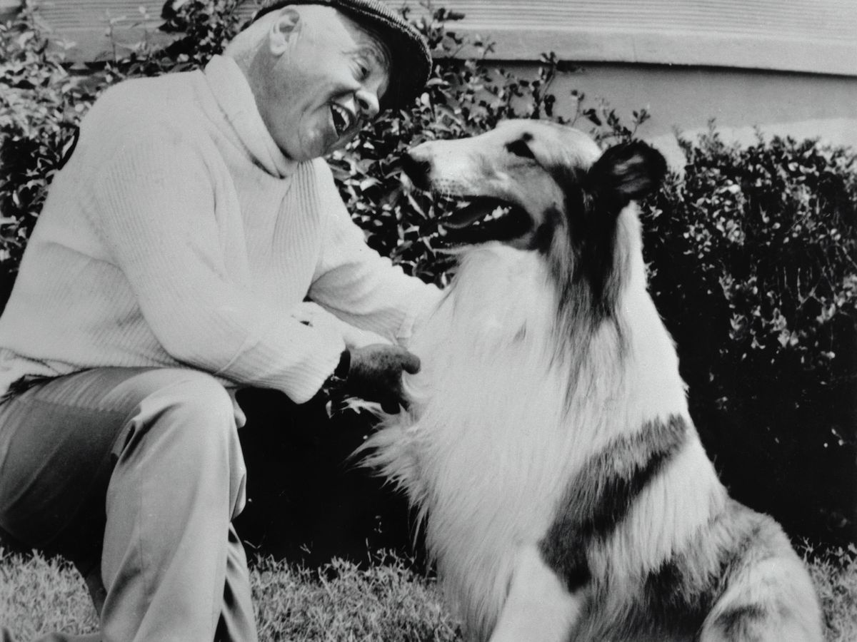 14 Famous Dogs From Movies and TV: Lassie, Toto, Comet, and More