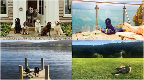Most Instagrammable dog-friendly holiday stays - Instagram