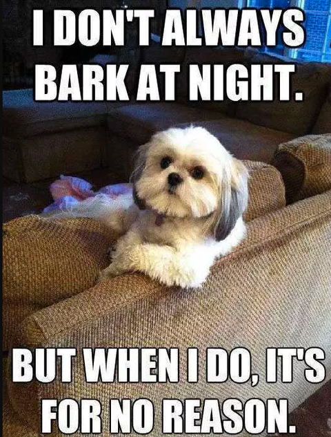 28 Funniest Dog Memes - Best Viral Dog Jokes and Pictures