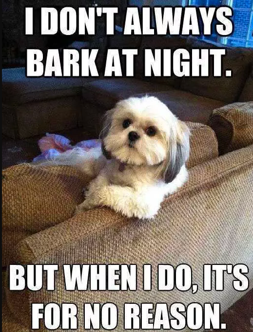 Barks at night for no reason