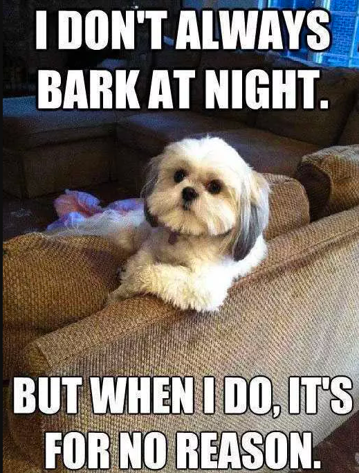 most-interesting-dog-meme-1546529364.png