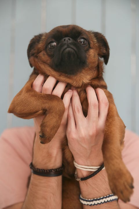 most loyal dog breeds brussels griffon