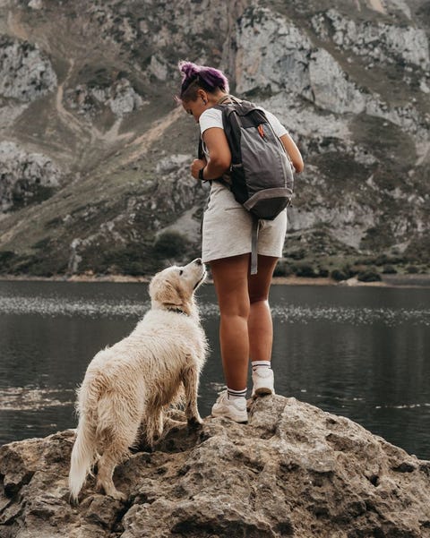 most loyal dog breeds golden retriever